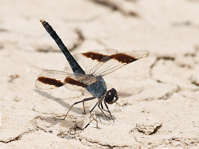 Brachythemis impartita (Northern Banded Groundling) male 8.JPG